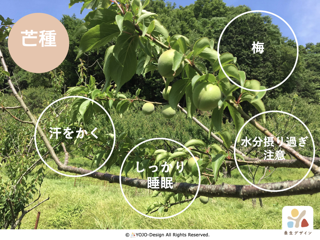 芒種 ジメジメに負けず梅雨から夏へ身体支度 養生デザイン